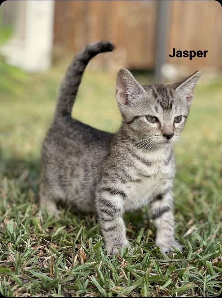 Jasper Jasper